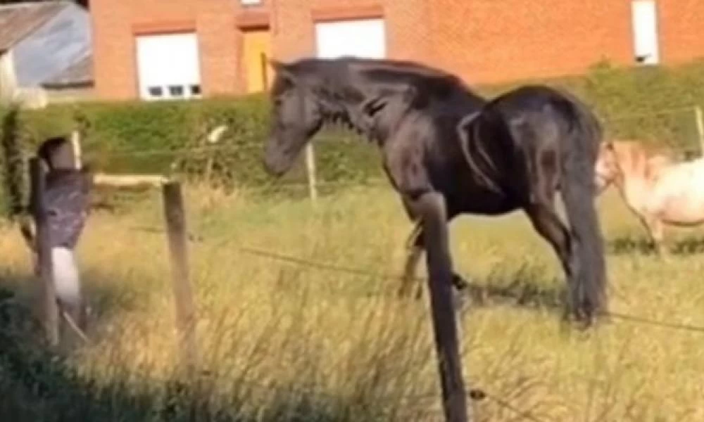 Σάλος με μετανάστες που εκφοβίζουν άλογα...για πλάκα